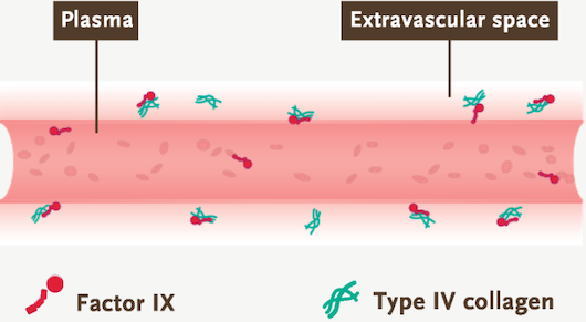 Factor IX Pharmacokinetic Profile has Widespread 
                                                   Distribution in the Extravascular Space